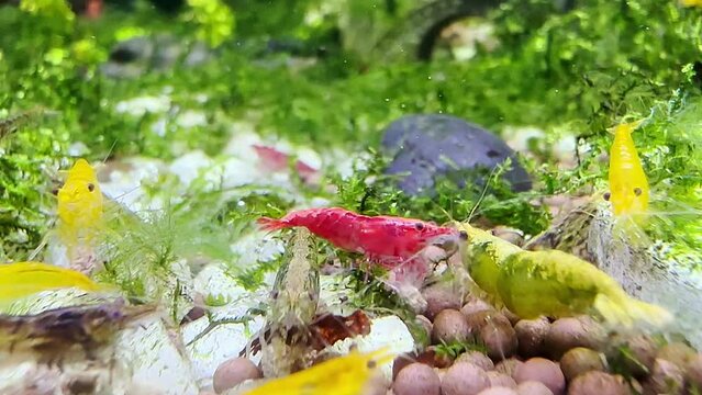 Life of full color dwarf shrimp pet in water tank enclosure.