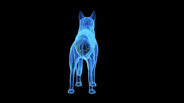 3d rendered medical animation of a dogs lymphatic system