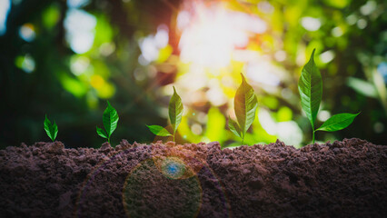 Planting seedling growing step in garden with sunshine. Concept of business growth, profit, development and success.