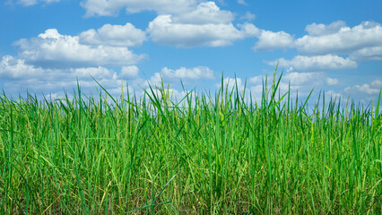 Green and light yellow fields under blue sky and white clouds