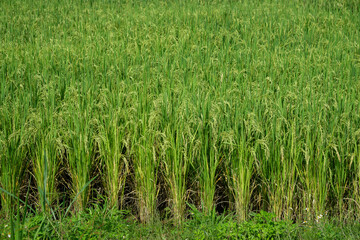 Rice fields in the northern region of Thailand