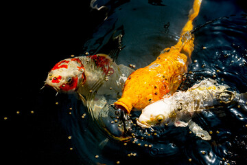 Koi fish become a kind of symbol of love and friendship