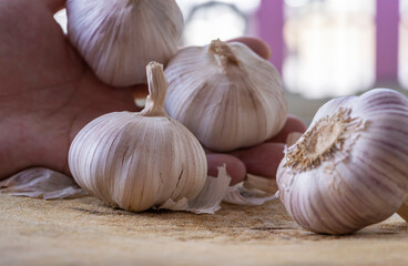 Garlic bulbs (Allium sativum) in hand.