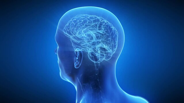 3d rendered medical animation of an active human brain