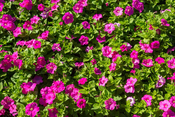 Obraz premium Convolvulaceae