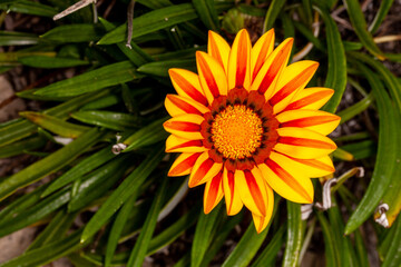 cheerful orange gazania drought tolerant