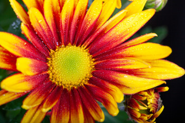 cheerful orange gazania drought tolerant