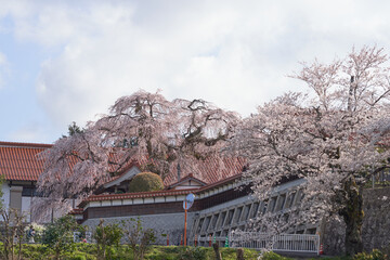 Naklejka premium The weeping cherry tree at Gokurakuji Temple is in full bloom