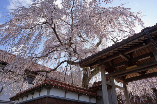 The weeping cherry tree at Gokurakuji Temple is in full bloom