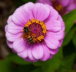 gerbera popular garden flower