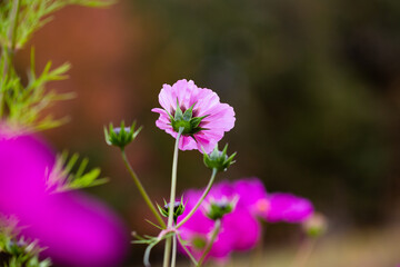 breeze in the cut flower garden