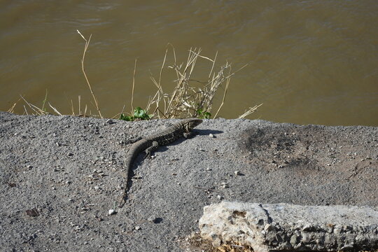 lagarto juancho