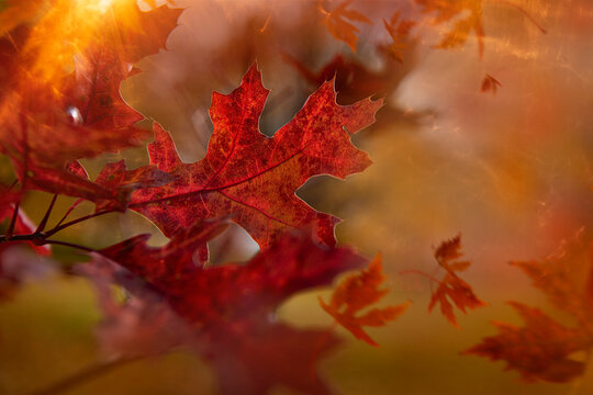 Red maple leaves