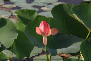 Lotus blooming on the pond, surrounded by large green leaves in the sun, at sunset