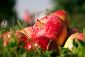 Large ripe red apples on green grass lie in a heap in the sunlight