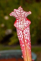 a pitcher plant that eats insects