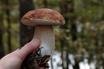 Woman holding beautiful mushroom in forest, closeup