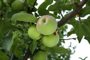 Apples and leaves on tree branches in garden, low angle view