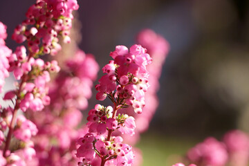Heather shrub with blooming flowers outdoors on sunny day, closeup
