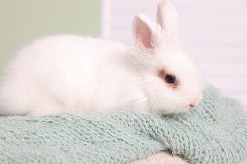 Fluffy white rabbit on soft blanket. Cute pet