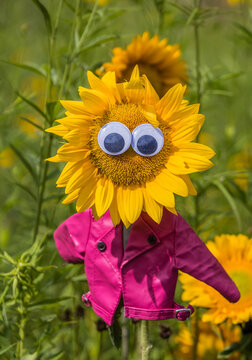 Pink Leather Jacket Sunflower