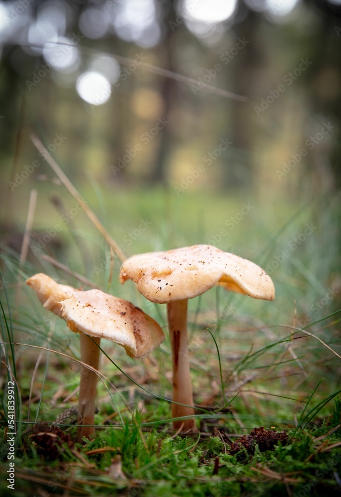 Poster Vertical shot of a Collybia genus mushroom growing in the forest