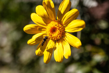 cheerful yellow daisy in field