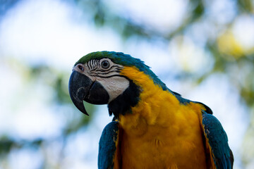 blue and yellow macaw ara