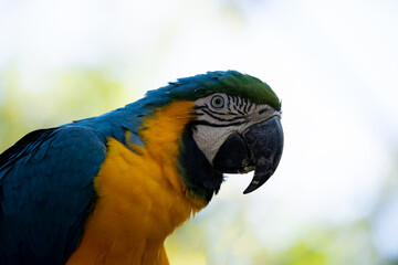 blue and yellow macaw bird