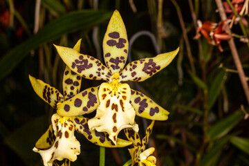 a beautiful dancing lady orchid