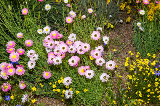 Everlasting Daisies Last For A Long Time