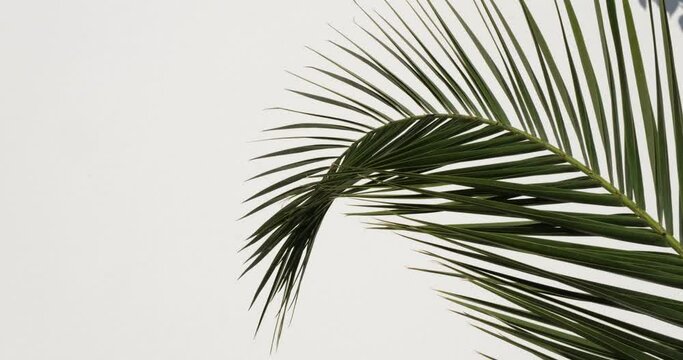 Softly swaying palm leaf on white wall background, close-up with copy space. Minimal summer concept. Exotic tree branch banner template for product display, greeting, invitation gift card. 