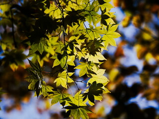 黄色いカエデ