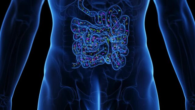 3d rendered medical animation of the intestinal microbiome