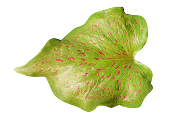 caladium bicolor leaves on a white background   