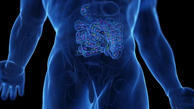 3d rendered medical animation of the intestinal microbiome