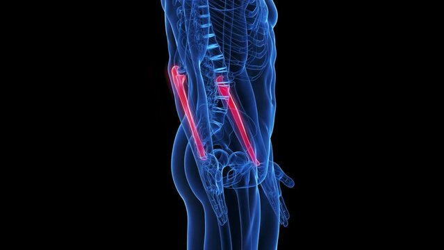 3d rendered medical animation of the  ulna bones