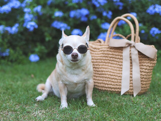 brown chihuahua dog wearing sunglasses  sitting  with straw bag on  green grass in the garden, ready to travel. Safe travel with animals.