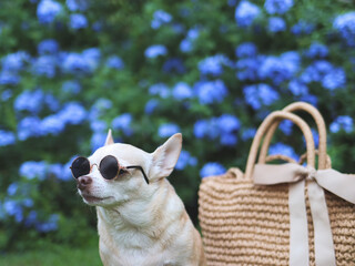brown chihuahua dog wearing sunglasses  sitting  with straw bag on  green grass in the garden,...