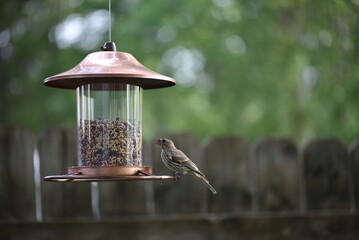 bird on feeder