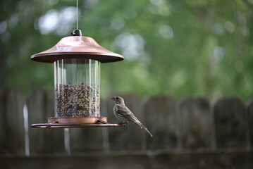 bird on feeder