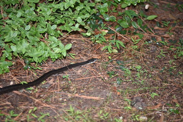 Obraz premium snake in the grass