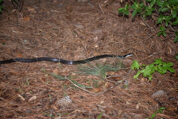 snake on the ground