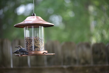 feeder in the garden