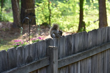 squirrel on a fence