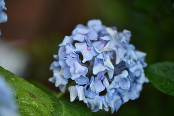 close up of a flower