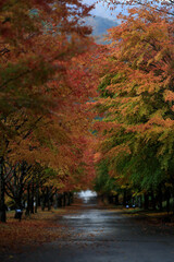 秋になるともみじ湖には紅葉のトンネルができます