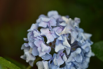 close up of a flower of a plant