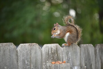 squirrel on a fence