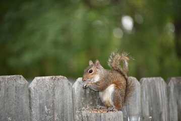 squirrel in the park